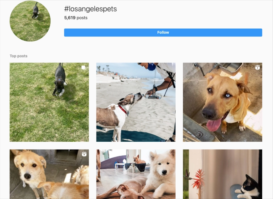 Screenshot of Instagram results for "losangelespets"
