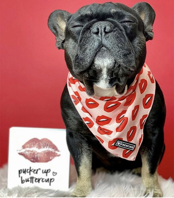 A happy French bulldog with a cute handkerchief decorated with red lips